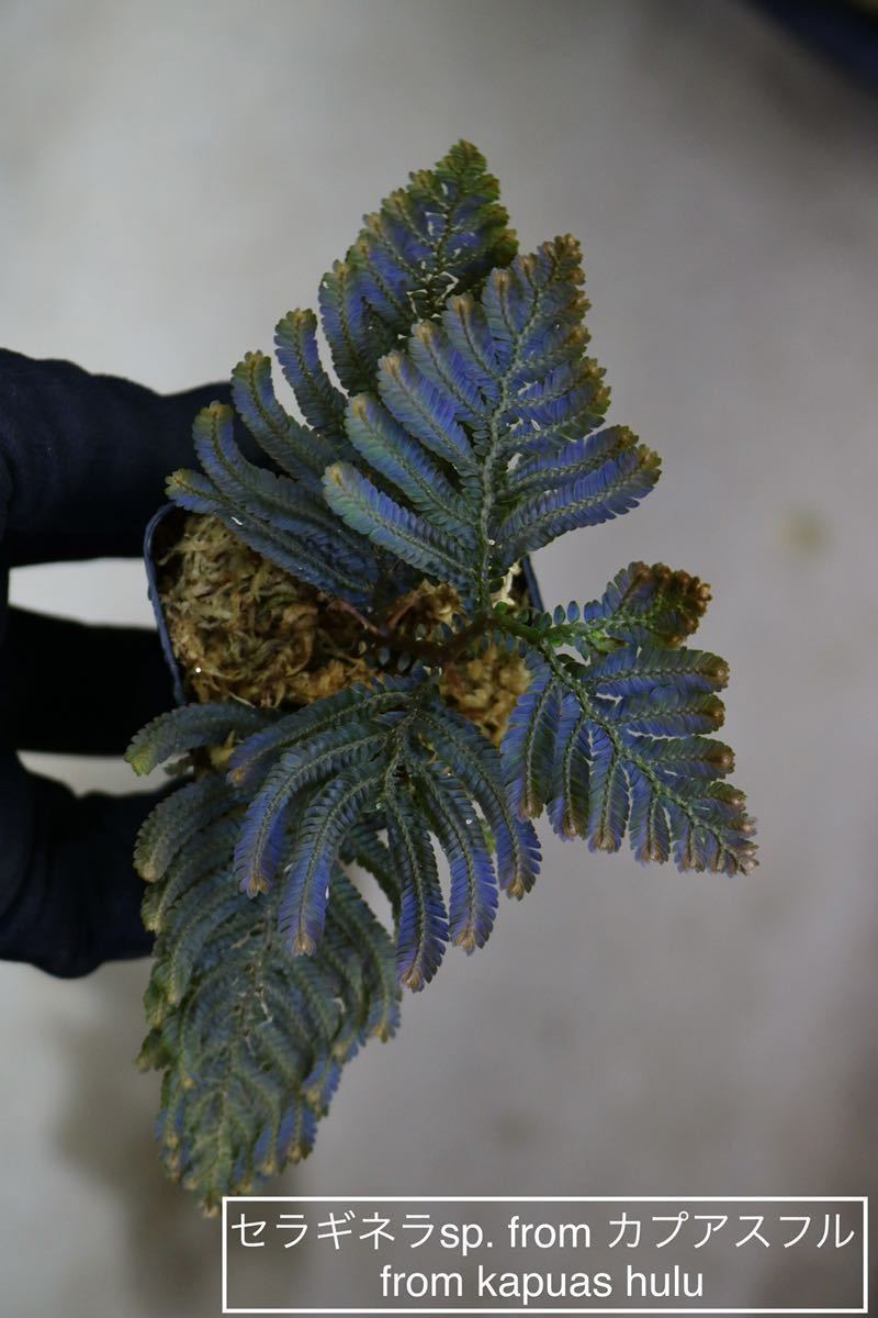 ☆TO☆激レア☆極上黄斑入り バオバブの木 Adansonia digitata