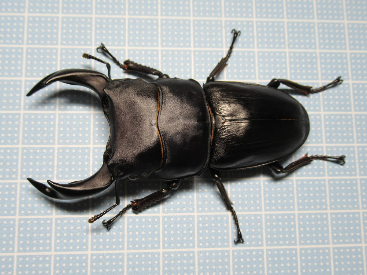 オオクワガタ 能勢YG 80ミリペア 国産オオクワガタ 能勢YG ペア ♂80.8mm ♀52.1mm Yahoo!オークション