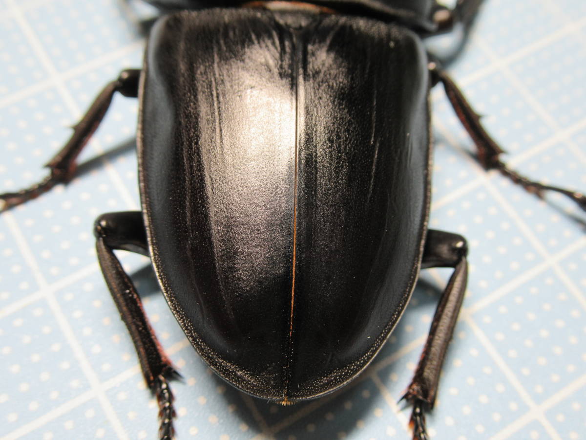 国産オオクワガタ 能勢YG ペア ♂80.8mm ♀52.1mm Yahoo!オークション