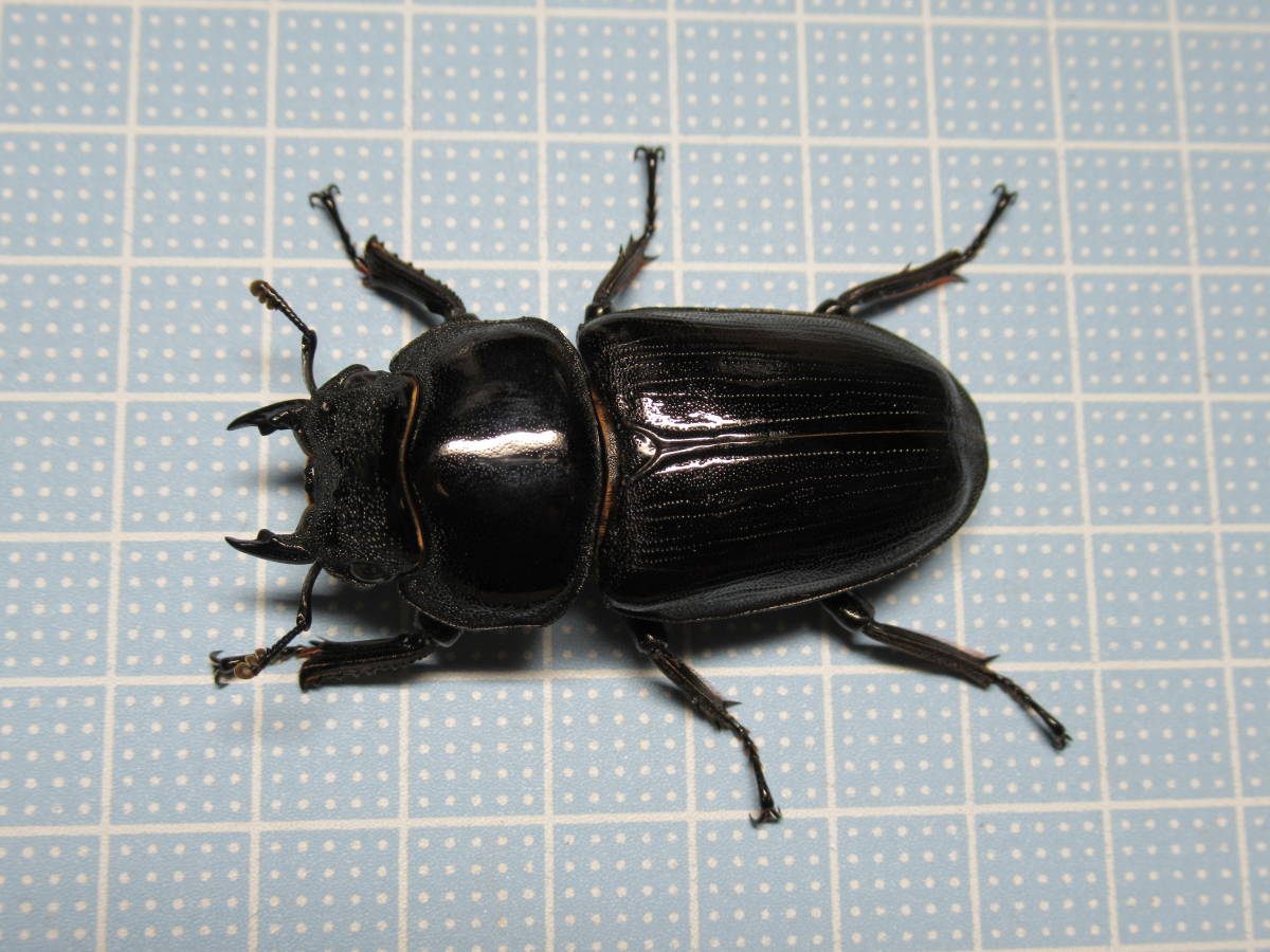 国産オオクワガタ 能勢YG ペア ♂80.8mm ♀52.1mm Yahoo!オークション