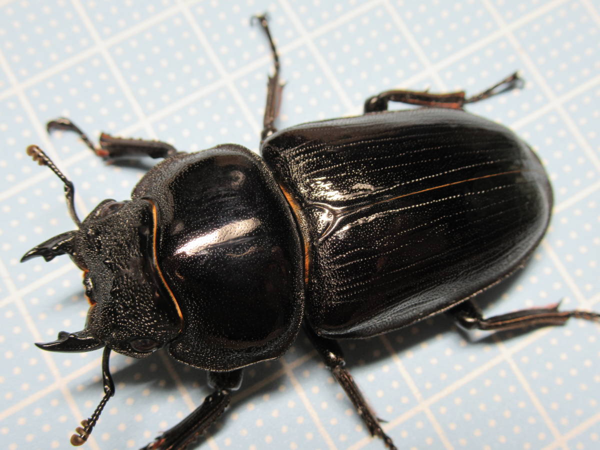 国産オオクワガタ 能勢YG ペア ♂80.8mm ♀52.1mm Yahoo!オークション