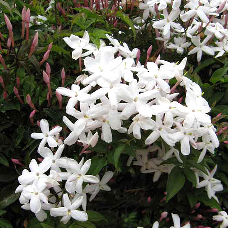 ハゴロモジャスミン苗 送料第四種郵便73円 クリックポスト198円 ジャスミン 売買されたオークション情報 Yahooの商品情報をアーカイブ公開 オークファン Aucfan Com