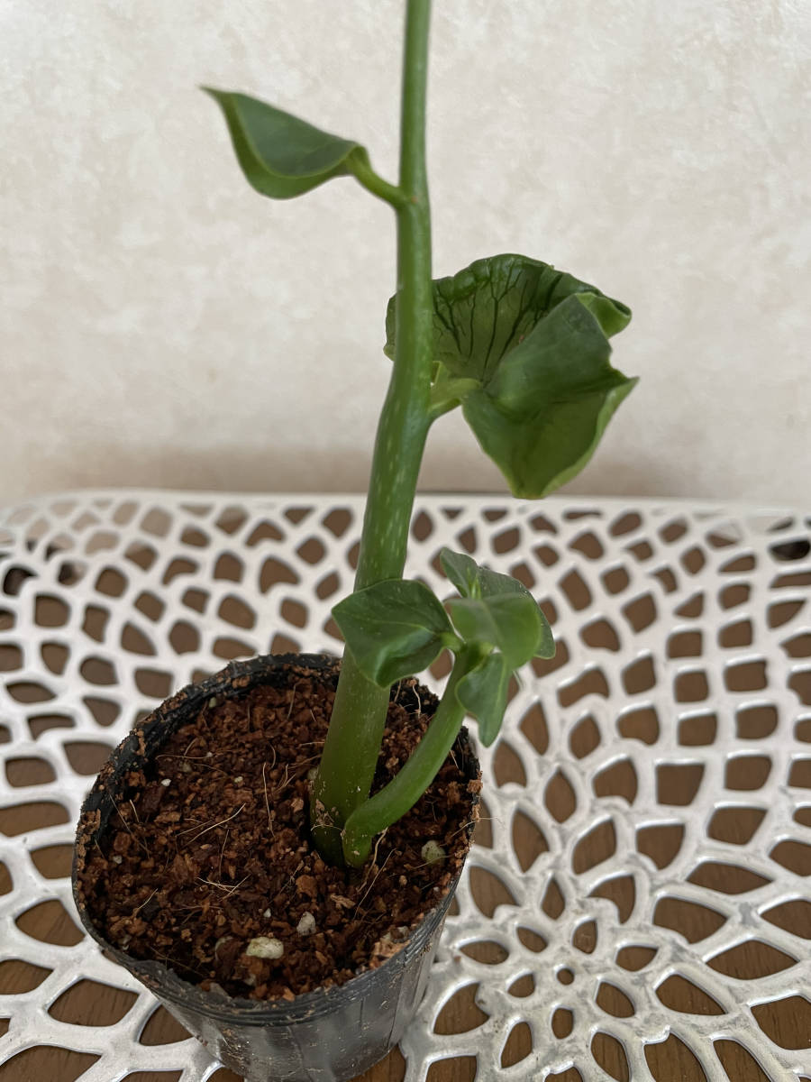 パキラ 実生 苗 A 観葉植物 第四種郵便 小苗 実生苗 多胚 双子 パキラ 売買されたオークション情報 Yahooの商品情報をアーカイブ公開 オークファン Aucfan Com