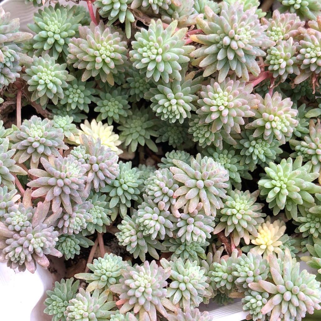 多肉植物 セダム属 斑入りパリダム ピンク色 サボテン 売買されたオークション情報 Yahooの商品情報をアーカイブ公開 オークファン Aucfan Com