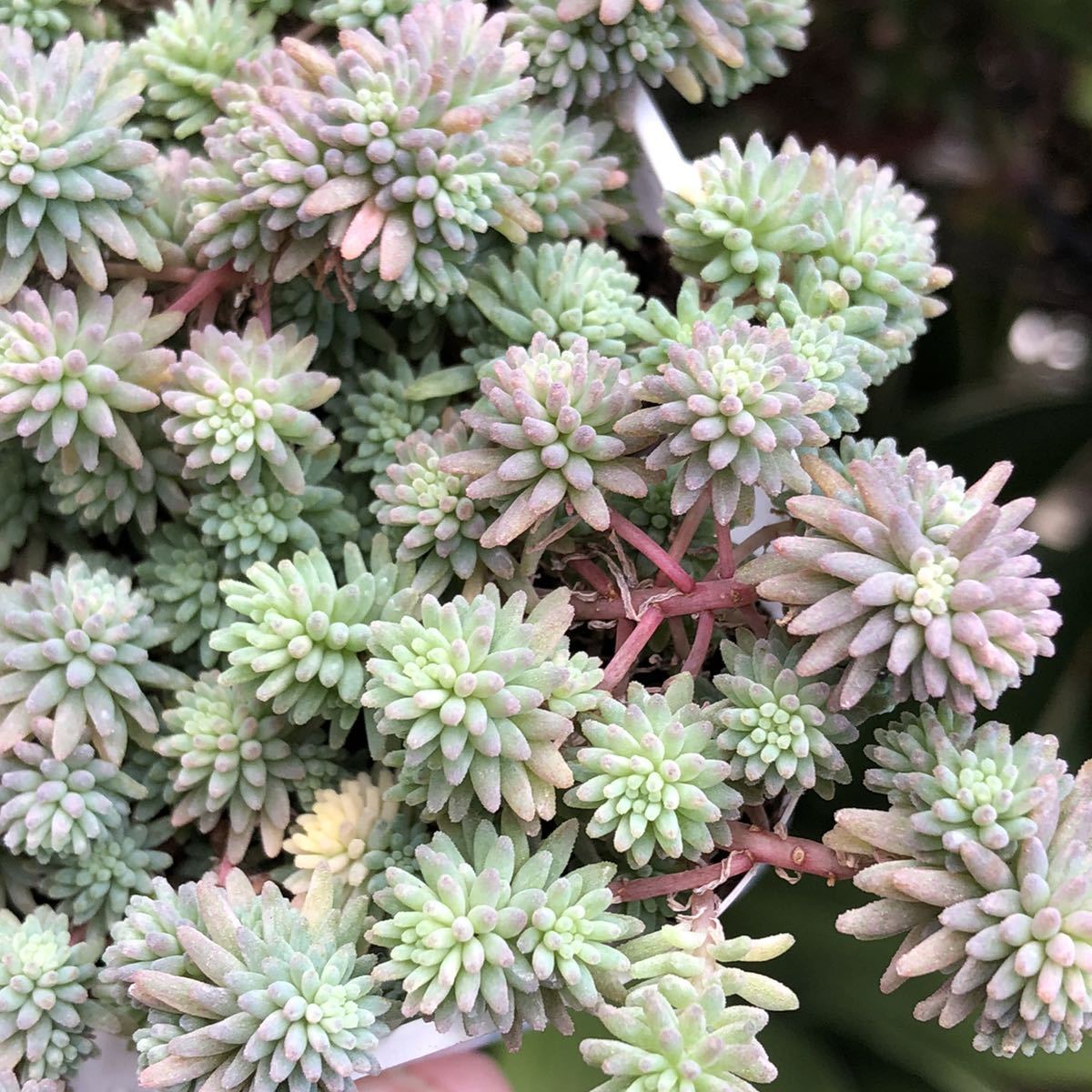 多肉植物 セダム属 斑入りパリダム ピンク色 サボテン 売買されたオークション情報 Yahooの商品情報をアーカイブ公開 オークファン Aucfan Com