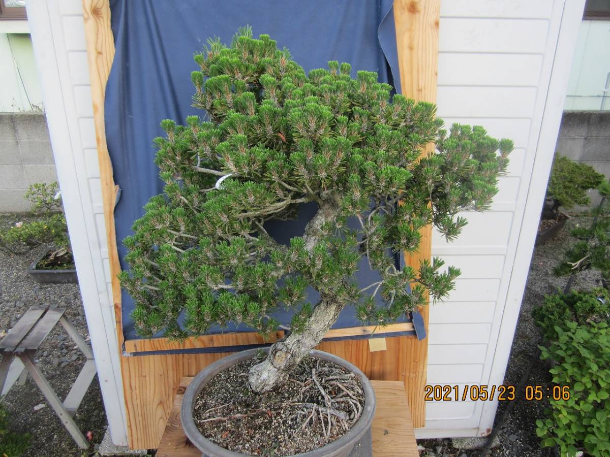TOKYO 松 | BONSAI CLUB BONSAIクラブ pine -bonsaiクラブの中古品 