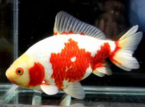 和金 更紗のヤフオク の相場 価格を見る ヤフオク の和金 更紗のオークション売買情報は77件が掲載されています