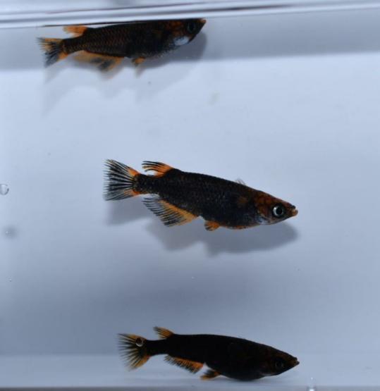 日本代理店正規品 稚魚 玄兎メダカ めだか稚魚10匹 A 五式系統ヒレナガ 数残りわずか 一流メーカー販売 Www Advance Real Co Jp
