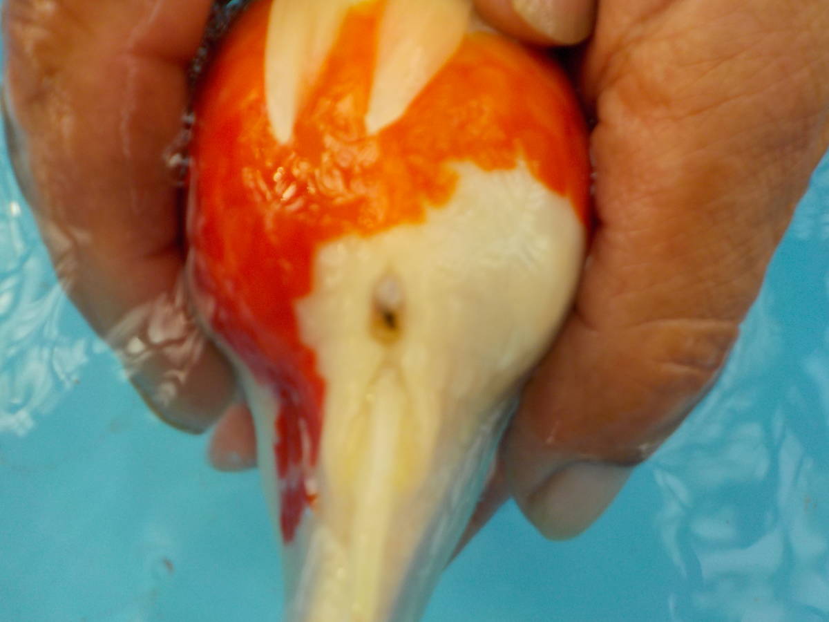 新潟県 いやしの郷 産 玉サバ 三歳 透明鱗 金魚 売買されたオークション情報 Yahooの商品情報をアーカイブ公開 オークファン Aucfan Com