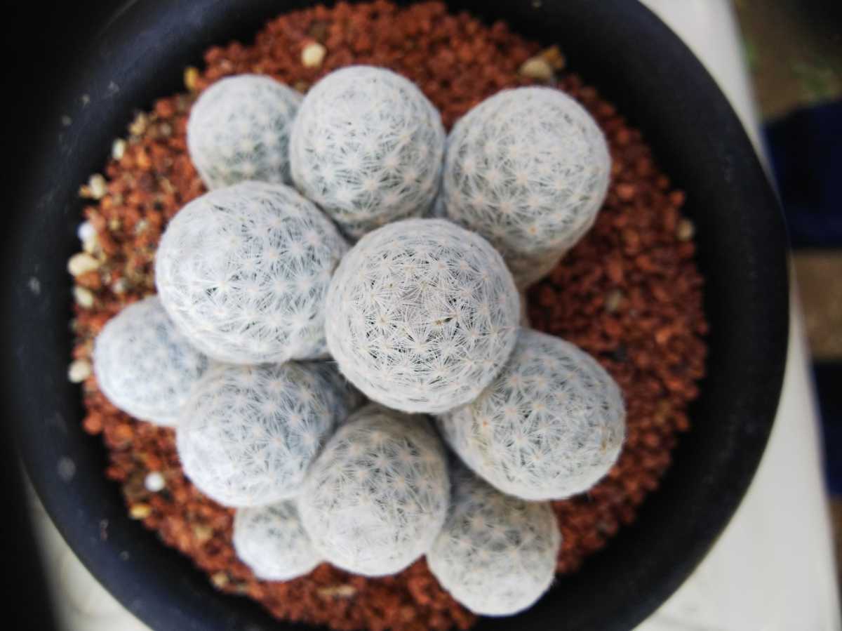 サボテン 小粒白鳥 サボテン 売買されたオークション情報 Yahooの商品情報をアーカイブ公開 オークファン Aucfan Com