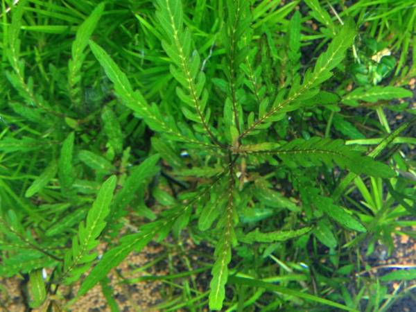 ハイグロフィラ・ピンナティフィダ　（トロピカ）　5本_1