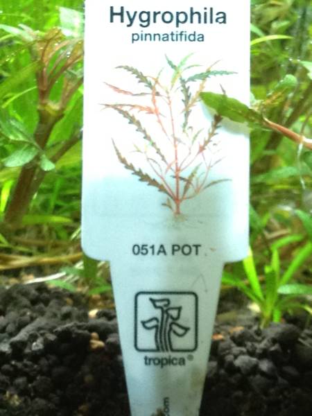 ハイグロフィラ・ピンナティフィダ　（トロピカ）　5本_2