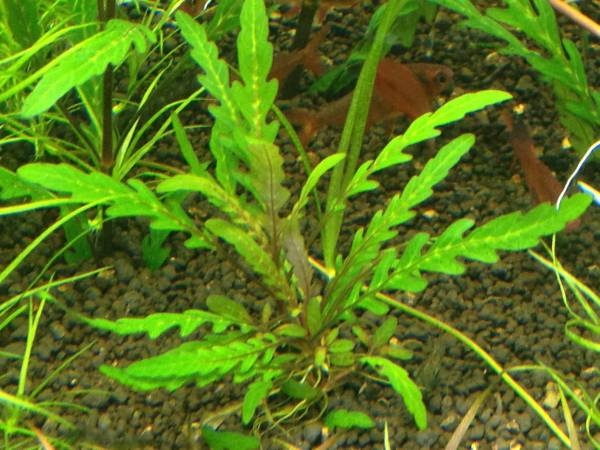 ハイグロフィラ・ピンナティフィダ　（トロピカ）　5本_3