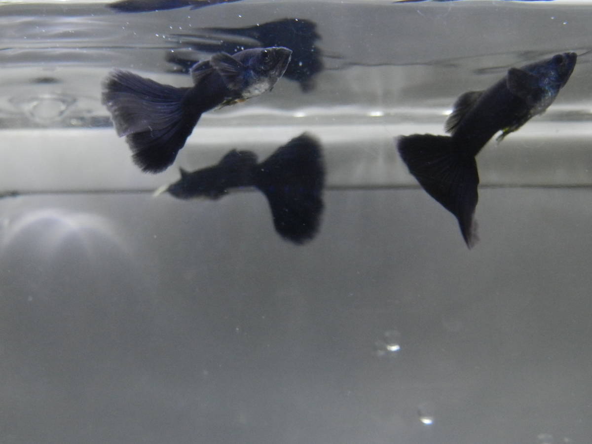 フルブラック グッピー 1ペア フルブラック グッピー メス5匹 グッピー 売買されたオークション情報 Yahooの商品情報をアーカイブ公開 オークファン Aucfan Com