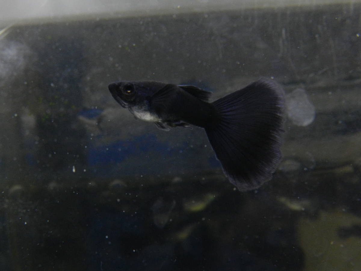 フルブラック グッピー 1ペア フルブラック グッピー メス5匹 グッピー 売買されたオークション情報 Yahooの商品情報をアーカイブ公開 オークファン Aucfan Com