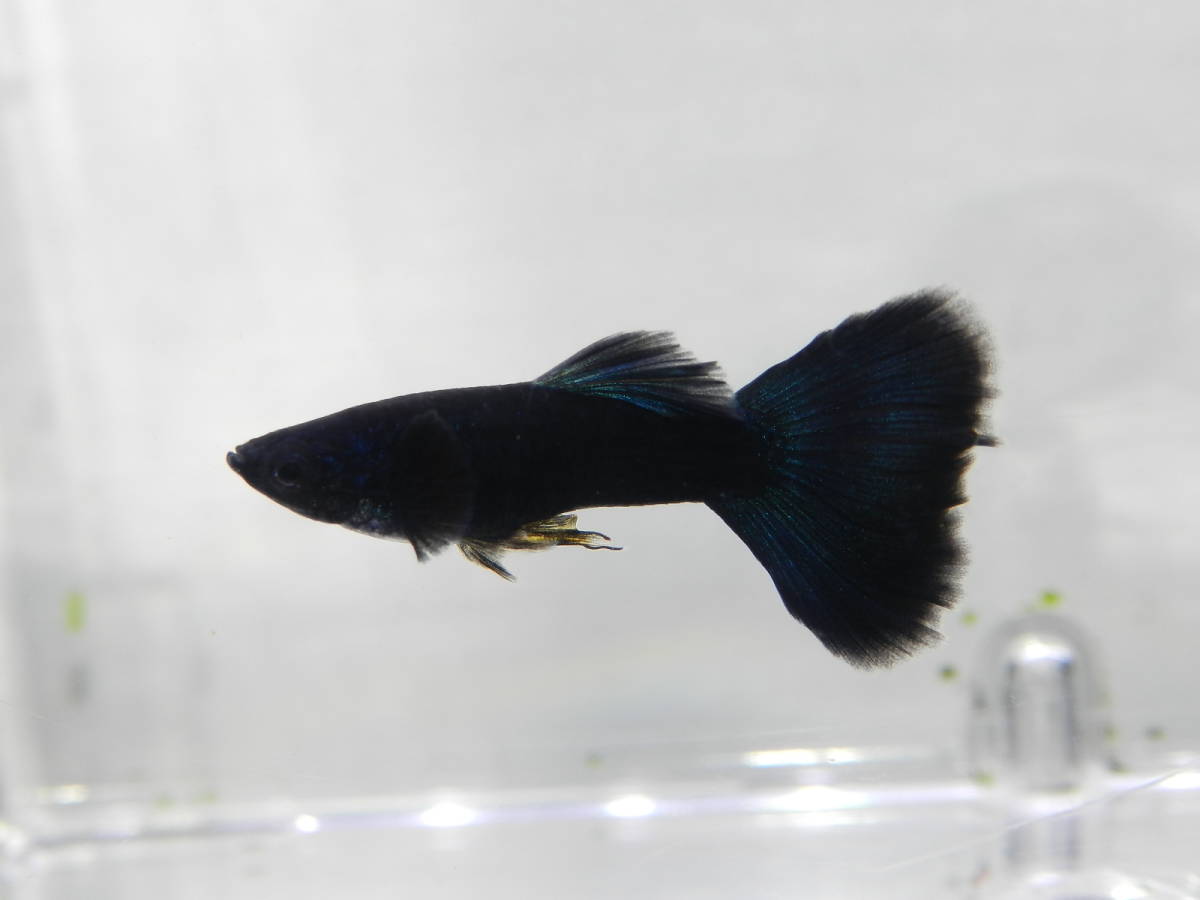 フルブラック グッピー 1ペア フルブラック グッピー メス5匹 グッピー 売買されたオークション情報 Yahooの商品情報をアーカイブ公開 オークファン Aucfan Com