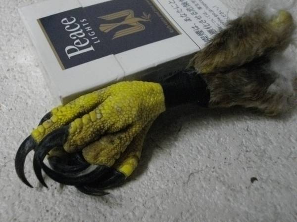 鷹の爪 タカの足 猛禽 ワシタカ 剥製 クロウ インディアンの入札履歴