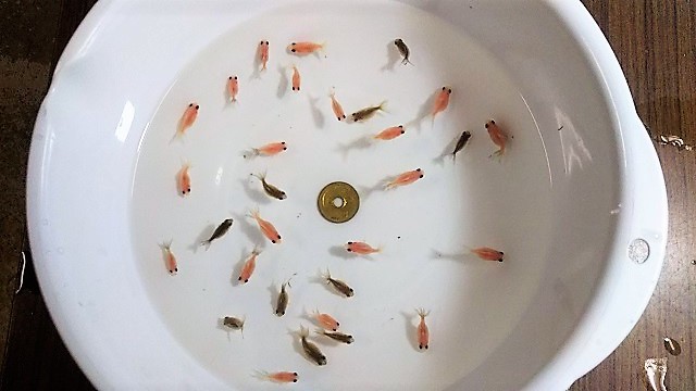 桜浜錦の稚魚約2ｃｍ 匹セット 浜松 二橋養魚場産 2102 05 金魚 売買されたオークション情報 Yahooの商品情報をアーカイブ公開 オークファン Aucfan Com