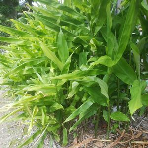 ミョウガ 苗のヤフオク の相場 価格を見る ヤフオク のミョウガ 苗のオークション売買情報は55件が掲載されています