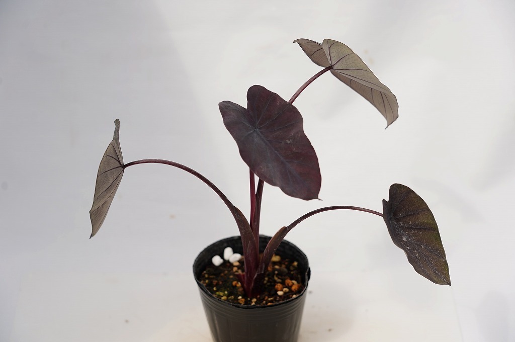 To 黒葉のタロイモ ブラックマジック 耐寒性 Colocasia Esculenta Black Magic タロ 観葉植物 3号ポット苗 現品 60サイズ 苗 売買されたオークション情報 Yahooの商品情報をアーカイブ公開 オークファン Aucfan Com
