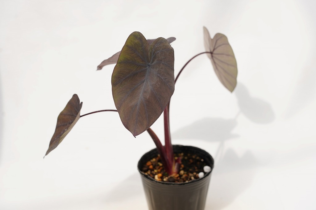 To 黒葉のタロイモ ブラックマジック 耐寒性 Colocasia Esculenta Black Magic タロ 観葉植物 3号ポット苗 現品 60サイズ 苗 売買されたオークション情報 Yahooの商品情報をアーカイブ公開 オークファン Aucfan Com