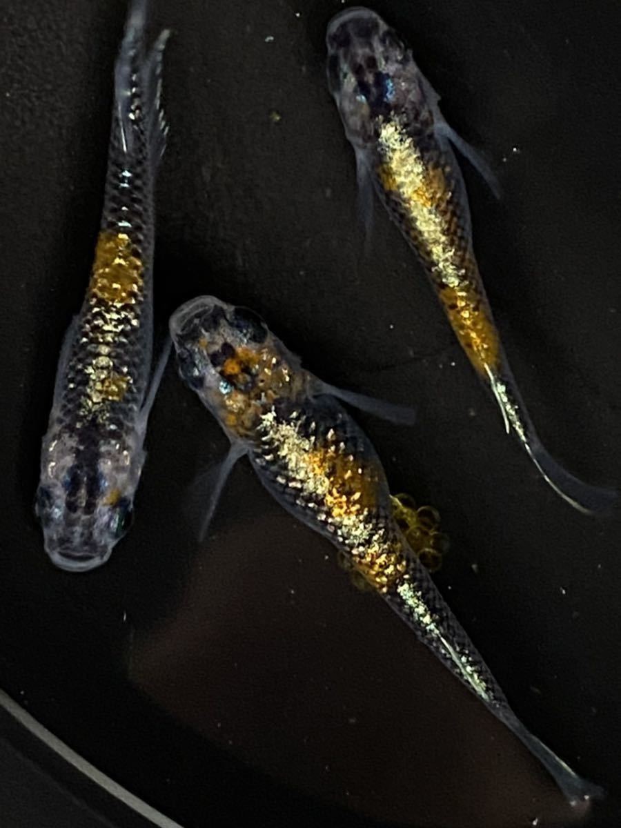 オーロラ 黄ラメ 体外光 めだか 有精卵個 A めだかの卵 オーロラメダカ めだか 売買されたオークション情報 Yahooの商品情報をアーカイブ公開 オークファン Aucfan Com