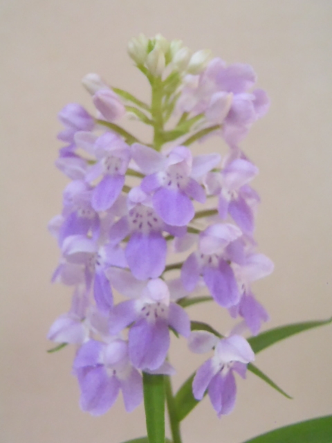 花園園芸 Aw２ 自然種 アワチドリ 登録花 藤駒 アワチドリ あわちどり 安房千鳥 ウチョウラン 古典植物 山野草 観葉植物 ラン 売買されたオークション情報 Yahooの商品情報をアーカイブ公開 オークファン Aucfan Com