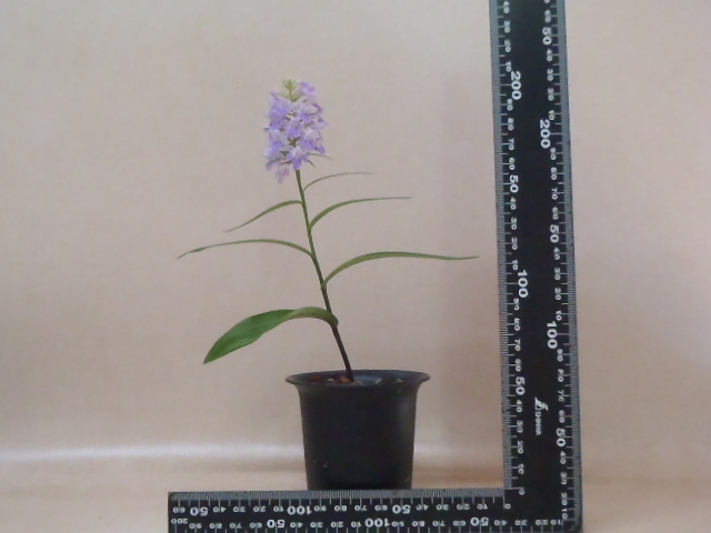 花園園芸 Aw２ 自然種 アワチドリ 登録花 藤駒 アワチドリ あわちどり 安房千鳥 ウチョウラン 古典植物 山野草 観葉植物 ラン 売買されたオークション情報 Yahooの商品情報をアーカイブ公開 オークファン Aucfan Com