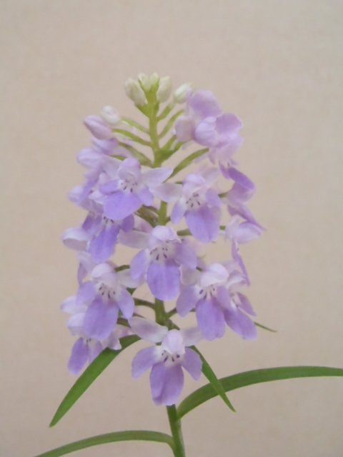 花園園芸 Aw２ 自然種 アワチドリ 登録花 藤駒 アワチドリ あわちどり 安房千鳥 ウチョウラン 古典植物 山野草 観葉植物 ラン 売買されたオークション情報 Yahooの商品情報をアーカイブ公開 オークファン Aucfan Com