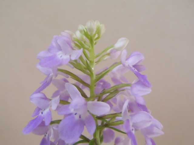 花園園芸 Aw２ 自然種 アワチドリ 登録花 藤駒 アワチドリ あわちどり 安房千鳥 ウチョウラン 古典植物 山野草 観葉植物 ラン 売買されたオークション情報 Yahooの商品情報をアーカイブ公開 オークファン Aucfan Com