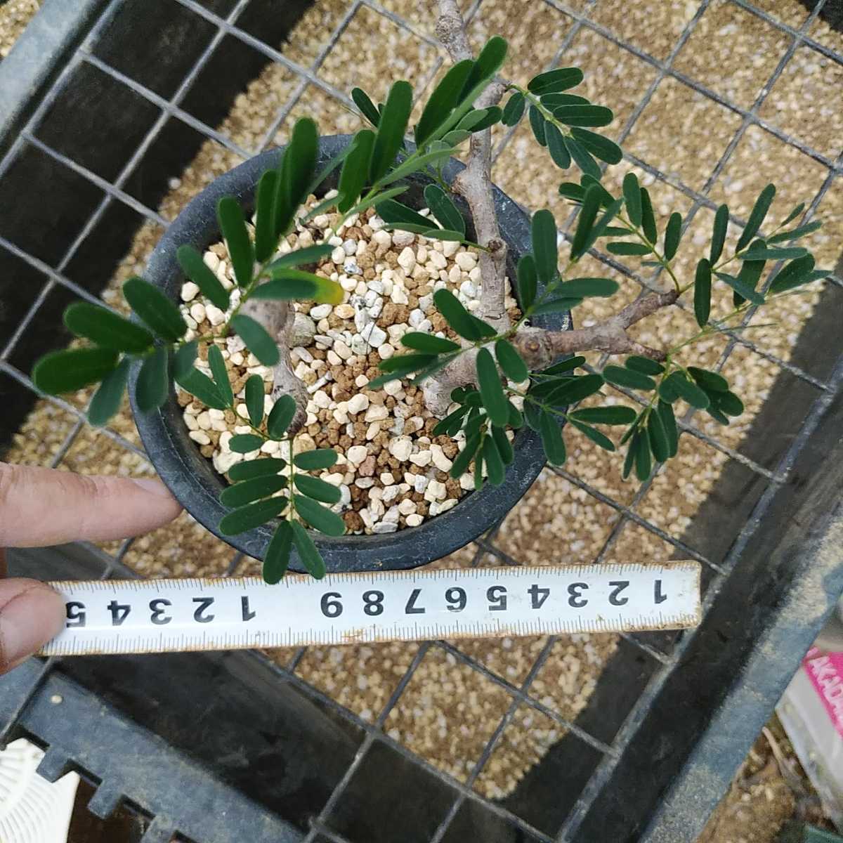 木曜終了 センナ メリディオナリス 2本挿し木 発根済 Senna Meridionalis 塊根植物 灌木 サボテン 売買されたオークション情報 Yahooの商品情報をアーカイブ公開 オークファン Aucfan Com