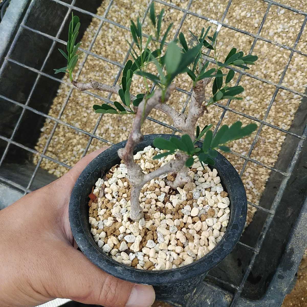 木曜終了 センナ メリディオナリス 2本挿し木 発根済 Senna Meridionalis 塊根植物 灌木 サボテン 売買されたオークション情報 Yahooの商品情報をアーカイブ公開 オークファン Aucfan Com