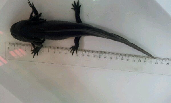 ぴんきーハウス ウーパールーパースーパーブラック ２６センチ イモリ サラマンダー 売買されたオークション情報 Yahooの商品情報をアーカイブ公開 オークファン Aucfan Com