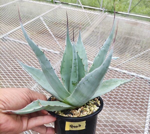 新作登場，最新作】 B's#G003 Agave ovatifolia アガベ オバティフォリア