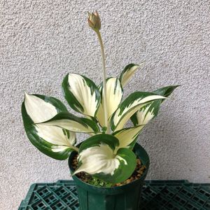 ホスタ ギボウシのヤフオク の相場 価格を見る ヤフオク のホスタ ギボウシのオークション売買情報は26件が掲載されています