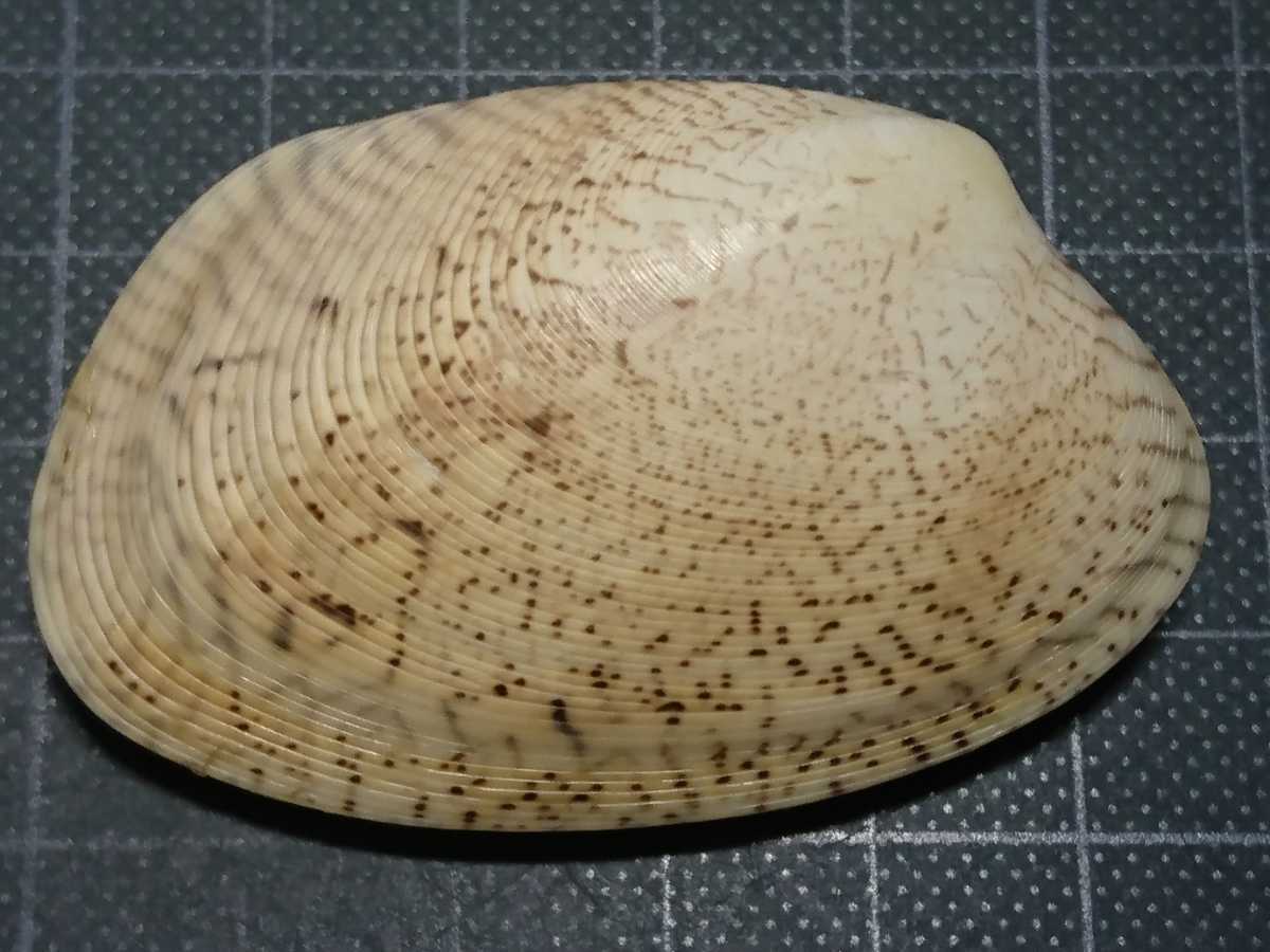 貝 貝殻 標本 リュウキュウアサリ 科学 自然 売買されたオークション情報 Yahooの商品情報をアーカイブ公開 オークファン Aucfan Com