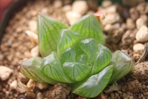 ハオルチア 花火のヤフオク の相場 価格を見る ヤフオク のハオルチア 花火のオークション売買情報は19件が掲載されています