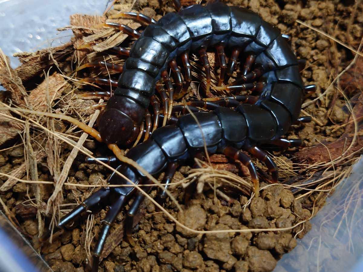 超特大】ベトナムオオヤスデの標本 昆虫標本 タランチュラ ムカデ