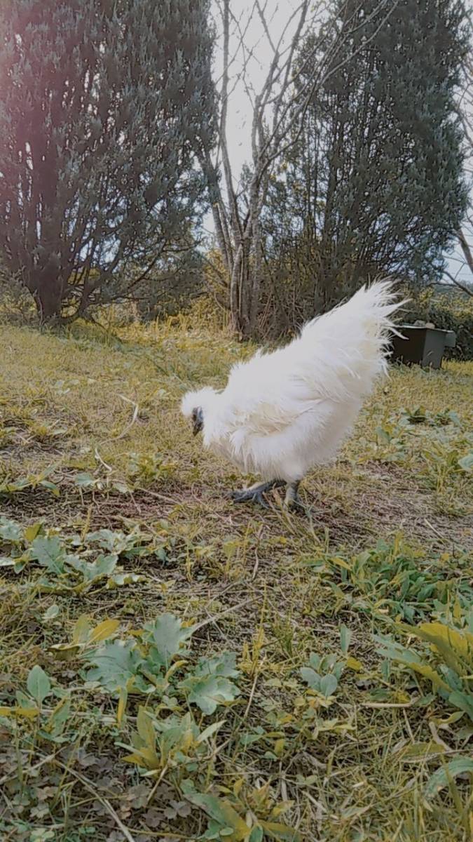 東京烏骨鶏の卵 有精卵 ニワトリ烏骨鶏の孵化 6個セット 鳥 売買されたオークション情報 Yahooの商品情報をアーカイブ公開 オークファン Aucfan Com