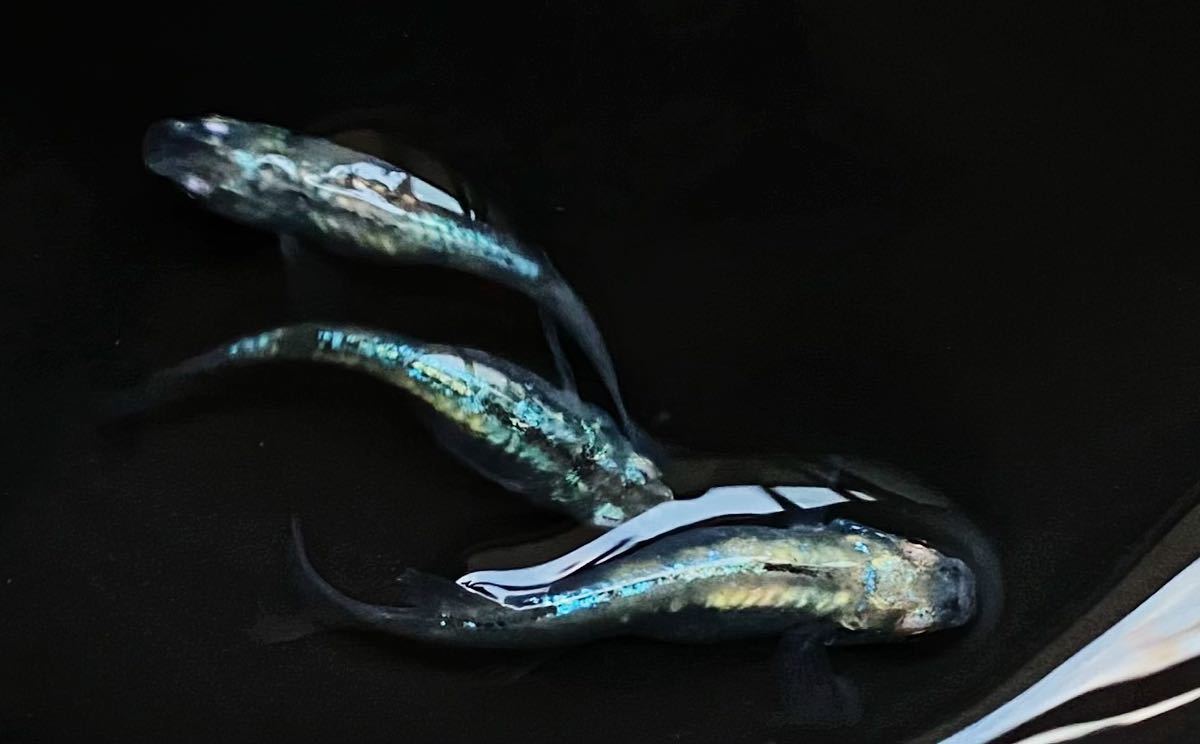 メダカお兄さん 緑光系鋼　有精卵20+a_1