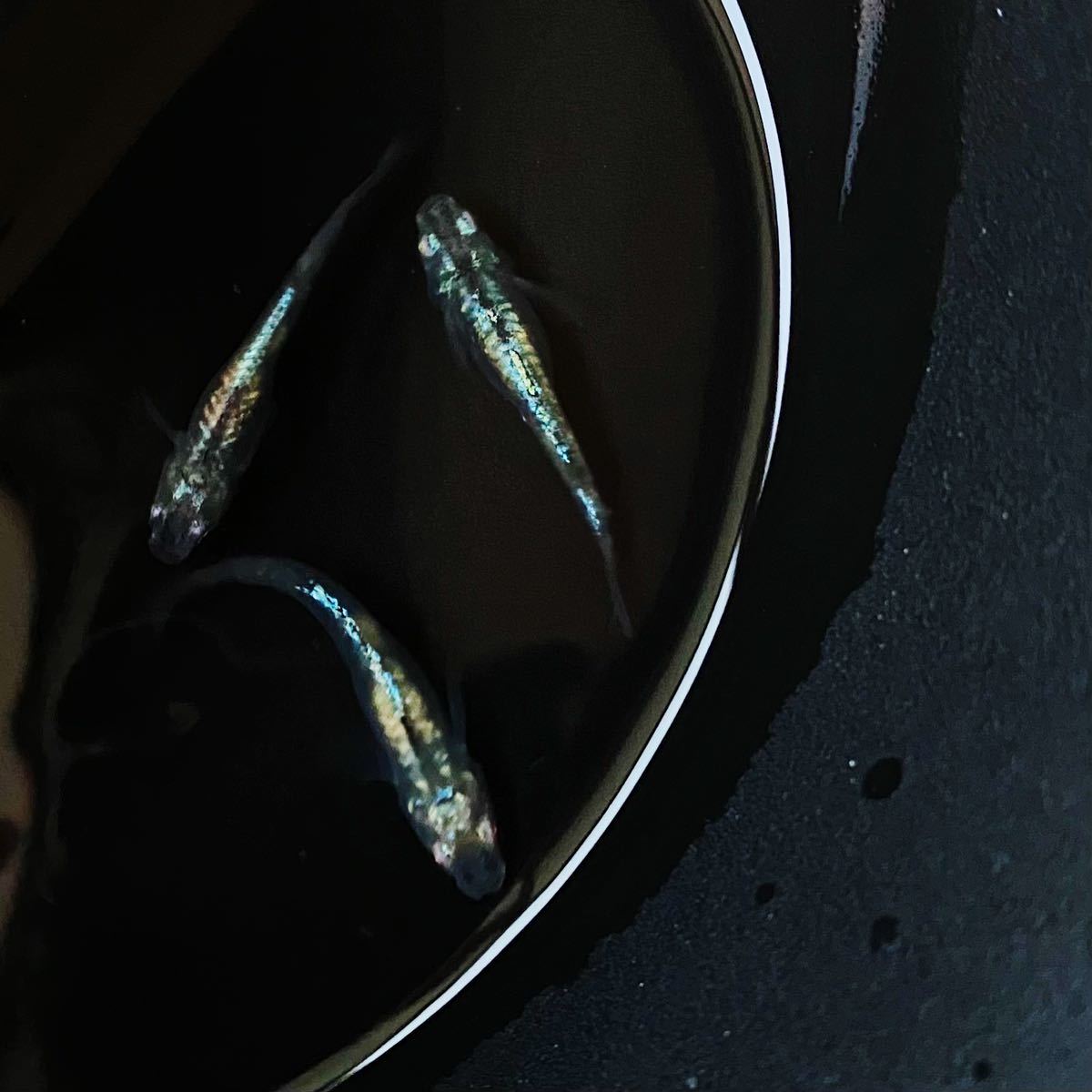 メダカお兄さん 緑光系鋼　有精卵20+a_2