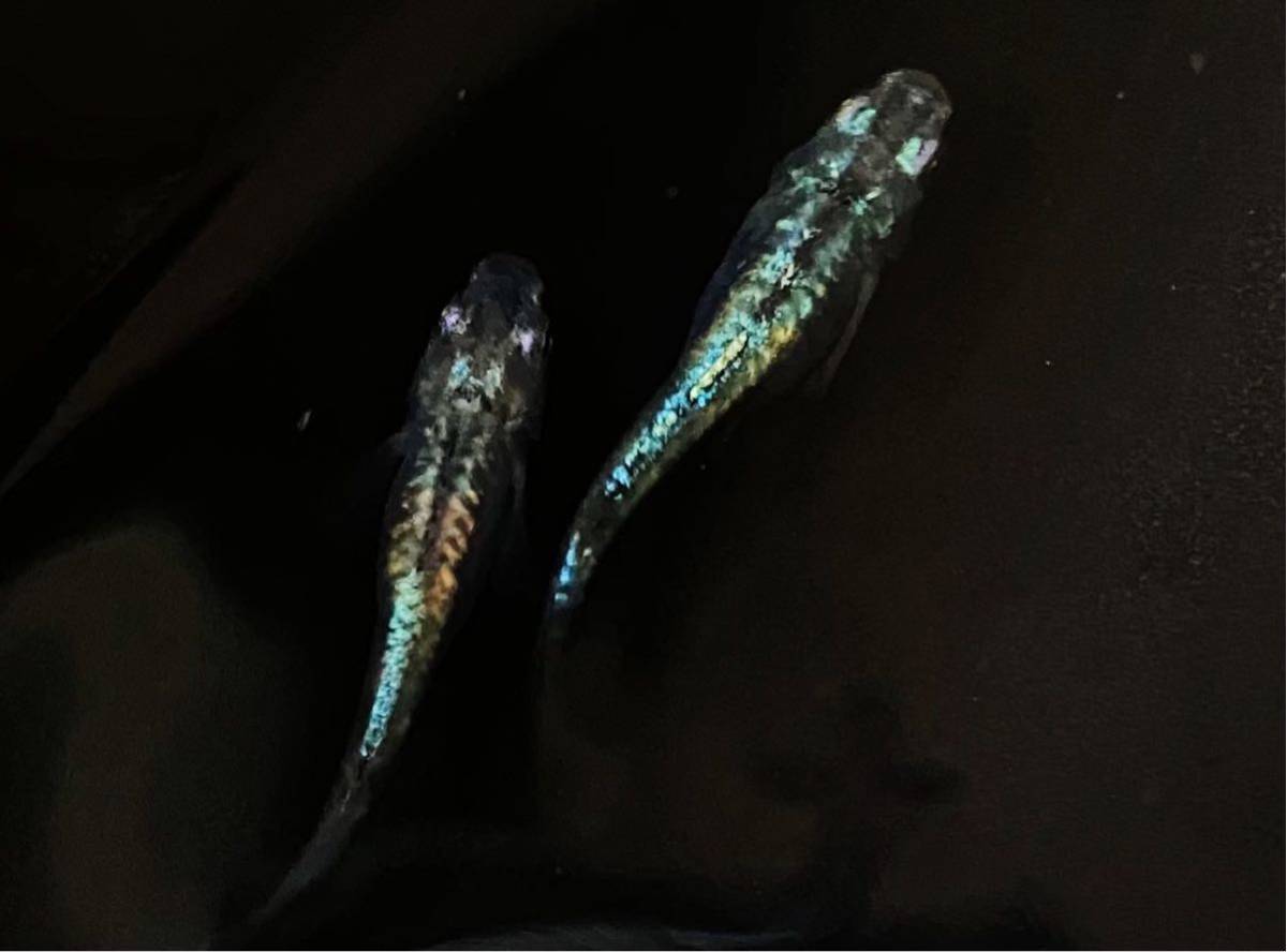 メダカお兄さん 緑光系鋼　有精卵20+a_3