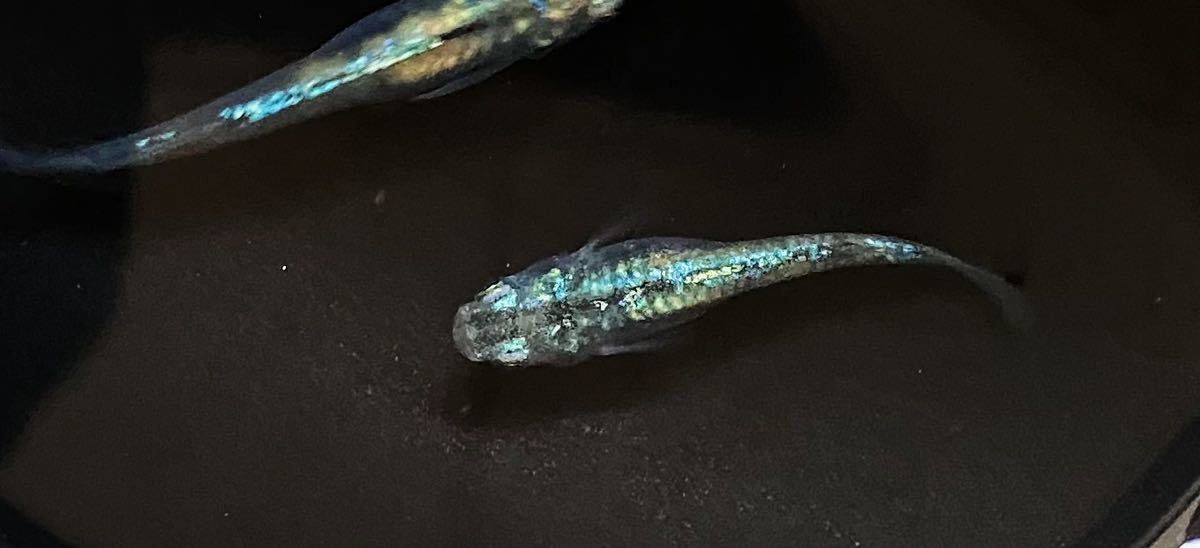 メダカお兄さん 緑光系鋼　有精卵20+a_4