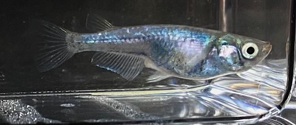 メダカお兄さん 緑光系鋼　有精卵20+a_5