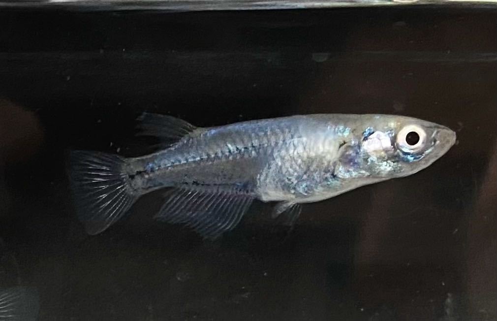 メダカお兄さん 緑光系鋼　有精卵20+a_7