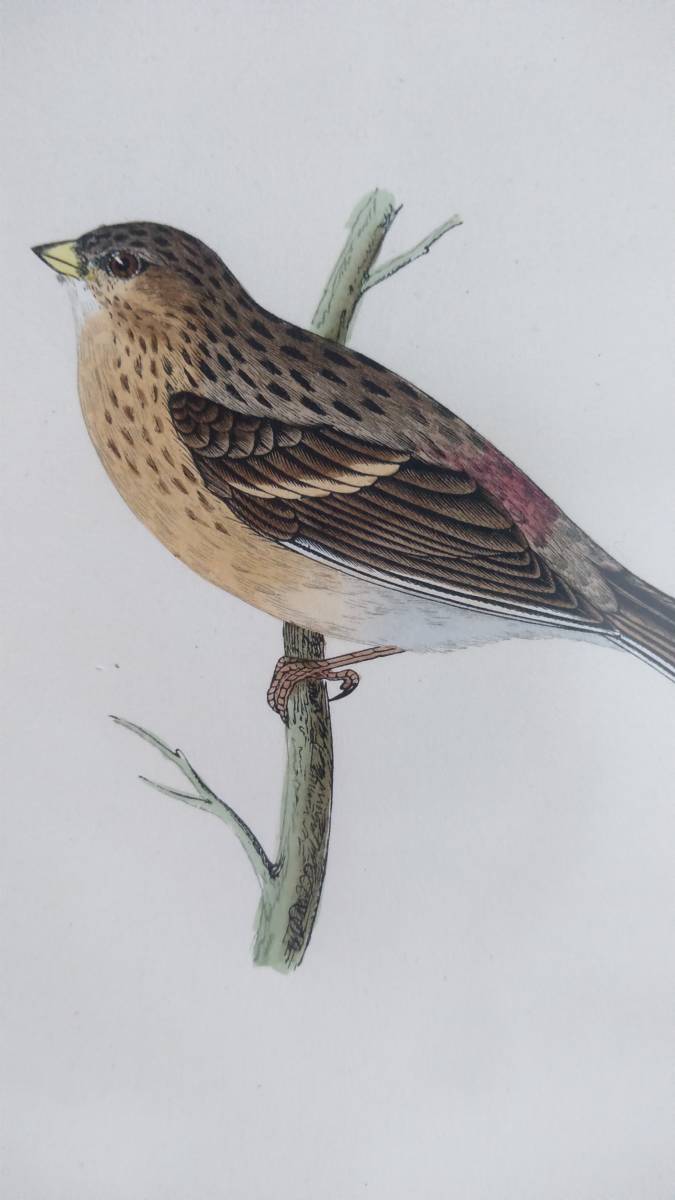 鳥の絵の額装品 キバシヒワ (Twite) 木版画 木製フレーム アンティーク