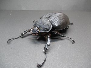 エレファスゾウカブト hela_zou_5115】レックスゾウカブト（旧アクティオン）♂単品104ミリ