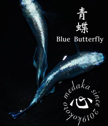 青蝶のヤフオク の相場 価格を見る ヤフオク の青蝶のオークション売買情報は222件が掲載されています