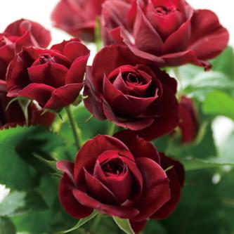 切り花品種 ファンファール 濃い赤 Spバラ剣弁咲き 花保ち良い 挿し木苗 バラ 売買されたオークション情報 Yahooの商品情報をアーカイブ公開 オークファン Aucfan Com