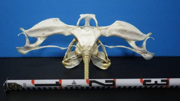 シロシュモクザメ頭骨標本(サメ 鮫 剥製 歯 標本 アゴ ) (科学、自然